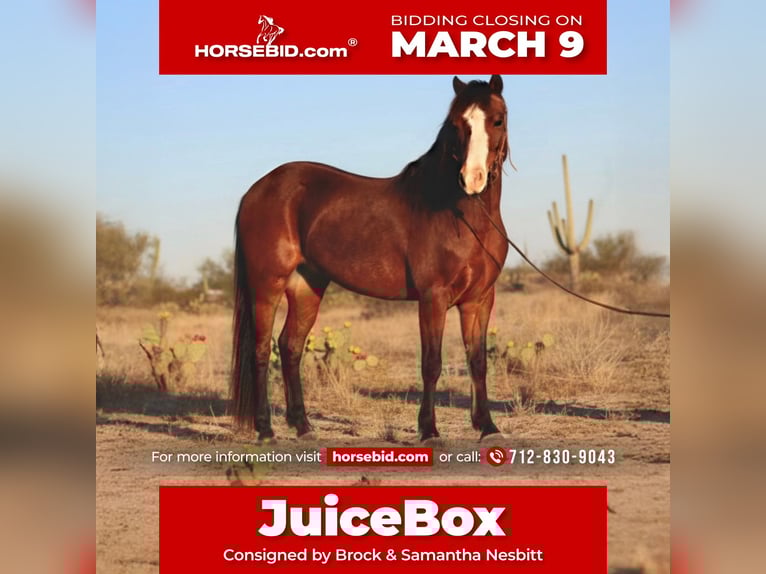 Welsh-A Ruin 7 Jaar 124 cm Roodbruin in Stephenville