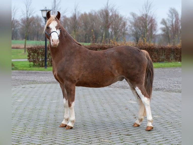 Welsh-A Ruin 7 Jaar 124 cm Vos in Werkendam