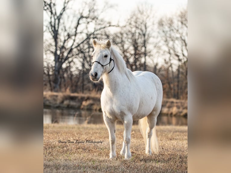 Welsh-A Ruin 7 Jaar Schimmel in Muldrow