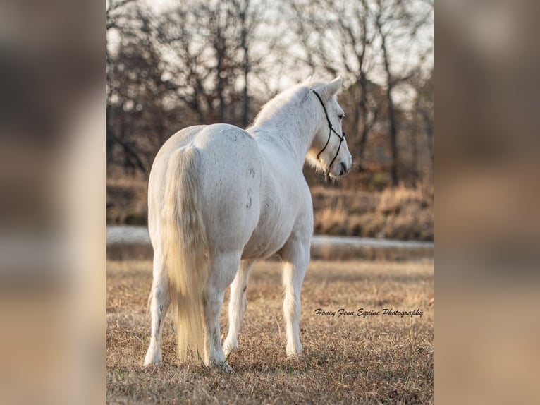Welsh-A Ruin 7 Jaar Schimmel in Muldrow