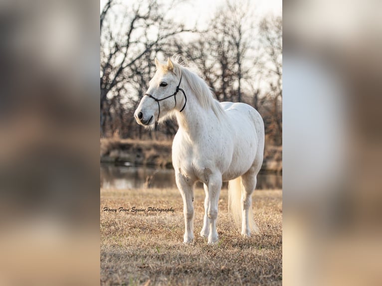 Welsh-A Ruin 7 Jaar Schimmel in Muldrow
