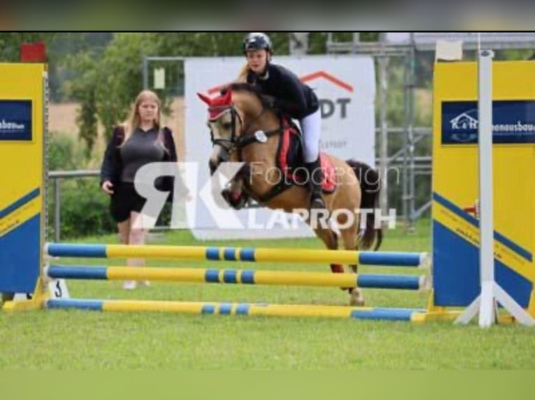 Welsh-A Ruin 8 Jaar 118 cm Buckskin in Ferna