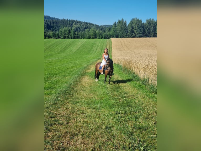 Welsh-A Ruin 8 Jaar 120 cm Bruin in Eidenberg
