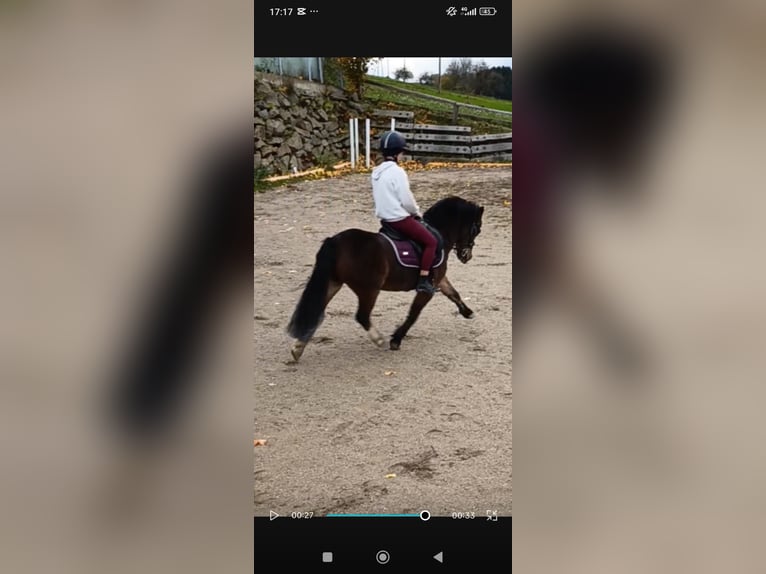 Welsh-A Ruin 8 Jaar 120 cm Bruin in Eidenberg