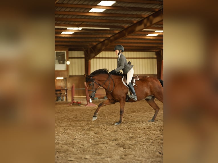 Welsh-A Mix Ruin 8 Jaar 137 cm Roodbruin in Cleburne