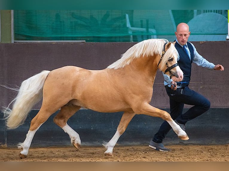 Welsh-A Ruin 9 Jaar 114 cm Bruin in Hollandscheveld