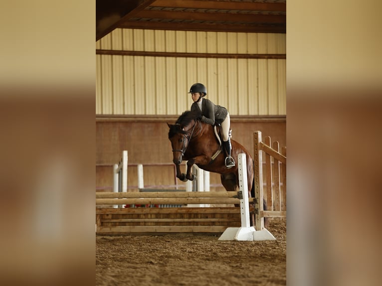 Welsh-A Mix Ruin 9 Jaar 137 cm Roodbruin in Cleburne