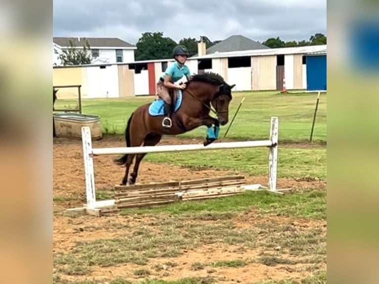 Welsh-A Mix Ruin 9 Jaar 137 cm Roodbruin in Cleburne