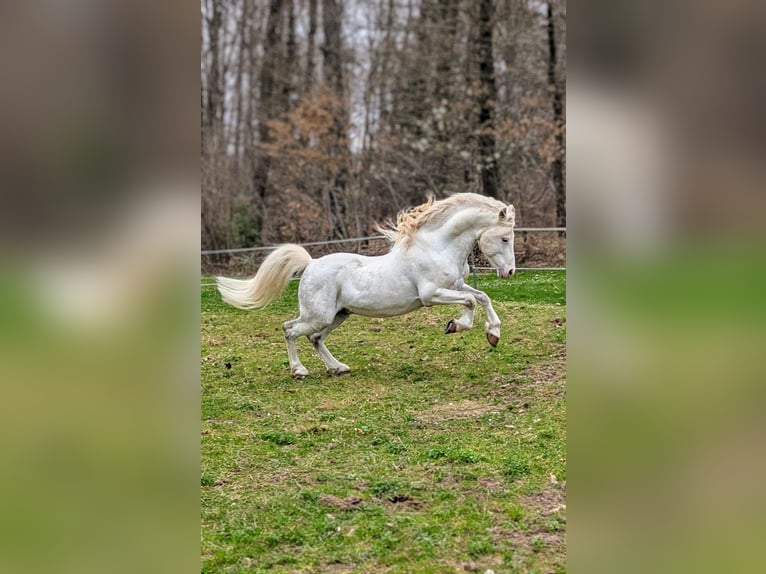 Welsh-A Stallone 10 Anni 122 cm Grigio in Straubenhardt