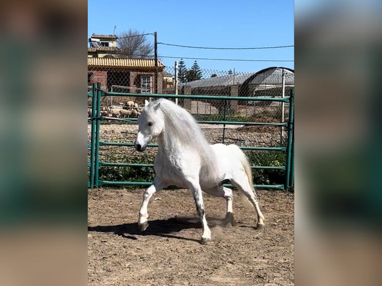 Welsh-A Stallone 13 Anni 110 cm Grigio in Jerez