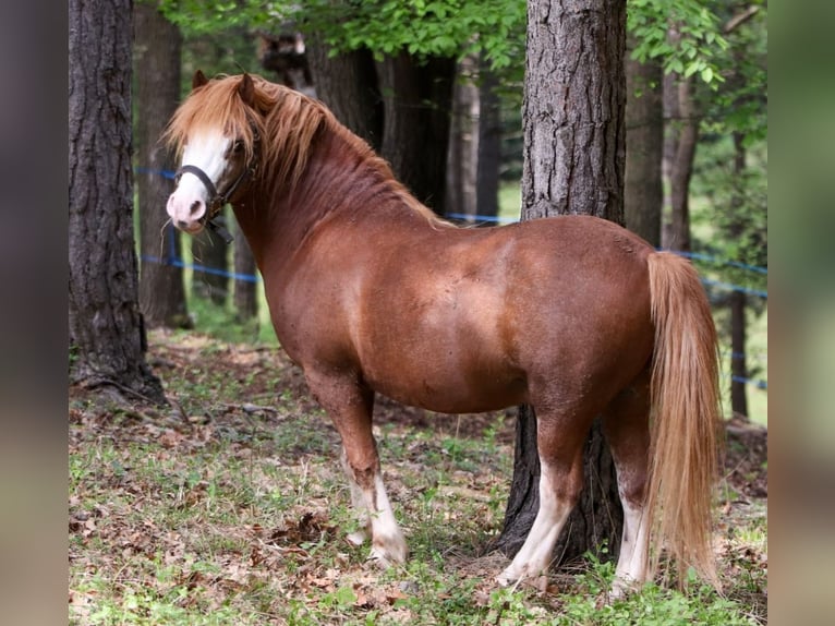 Welsh-A Stallone 14 Anni 120 cm Sauro in Alland