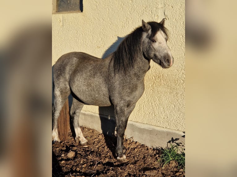 Welsh-A Stallone 19 Anni 118 cm Grigio in Bautzen