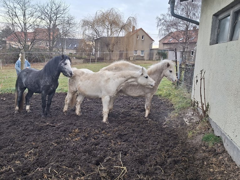 Welsh-A Stallone 19 Anni 118 cm Grigio in Bautzen