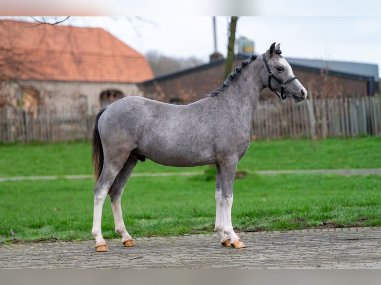 Welsh-A Stallone 1 Anno 105 cm  in GROTE-BROGEL