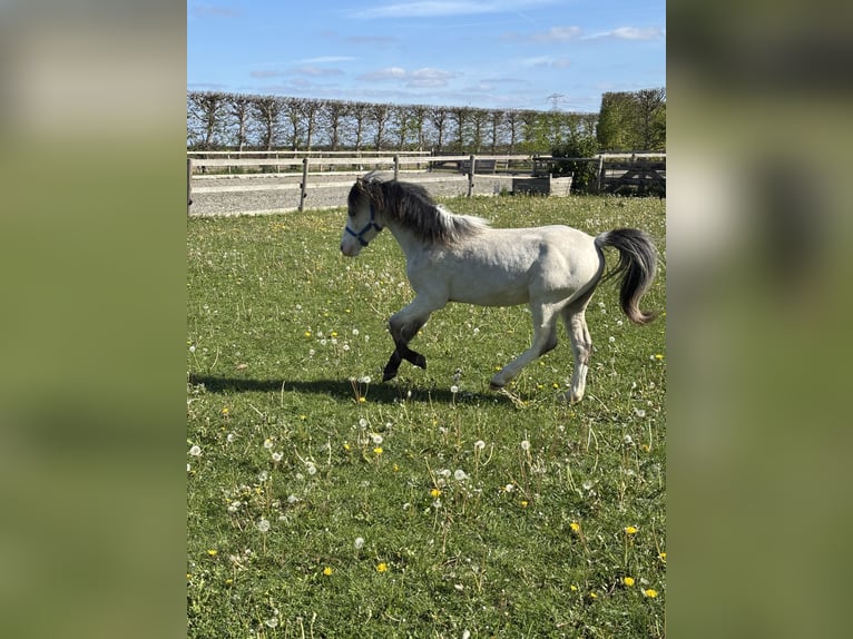 Welsh-A Stallone 1 Anno 107 cm Pelle di daino in Zevenbergschen Hoek