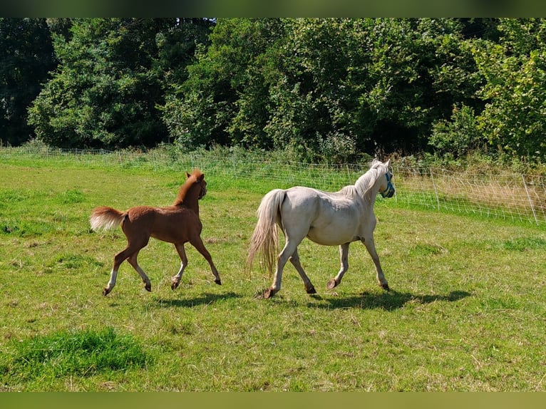 Welsh-A Stallone 1 Anno 108 cm Sauro in Erlau