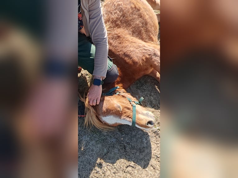 Welsh-A Stallone 1 Anno 108 cm Sauro in Erlau