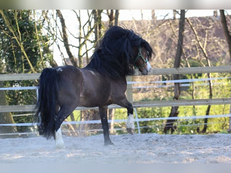 Welsh-A Stallone 1 Anno 117 cm Può diventare grigio in Oberdachstetten