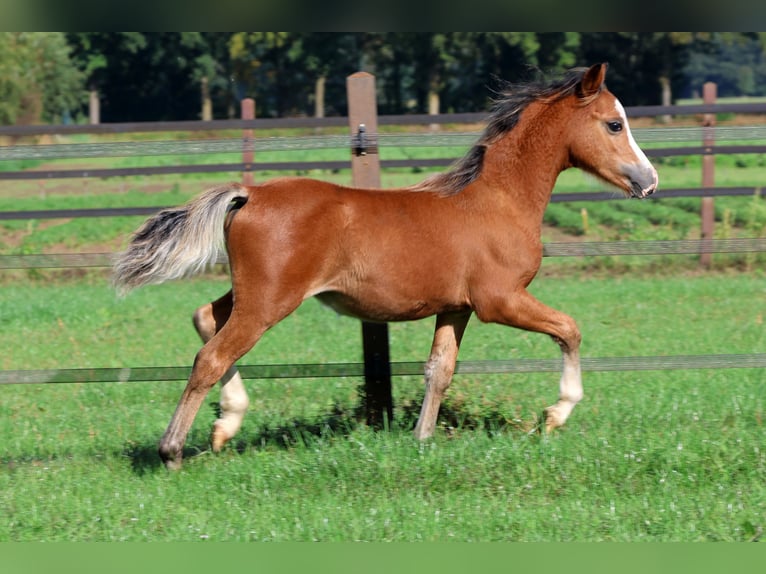 Welsh-A Stallone 1 Anno 118 cm Baio in Kessel