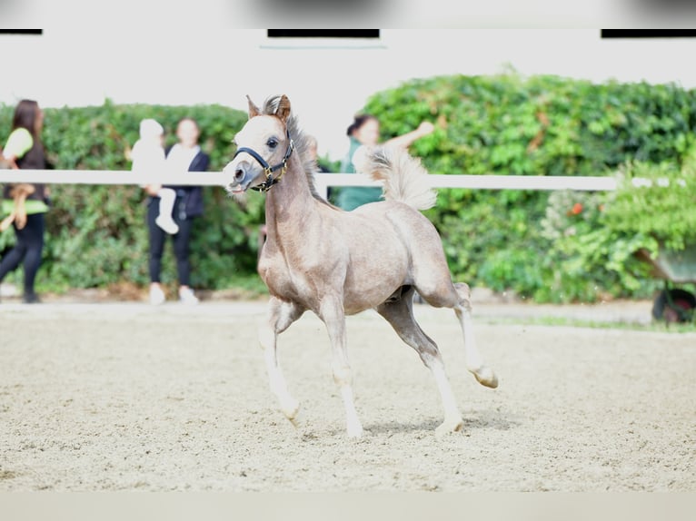 Welsh-A Stallone 1 Anno 120 cm Grigio rossastro in Kirchdorf in Tirol