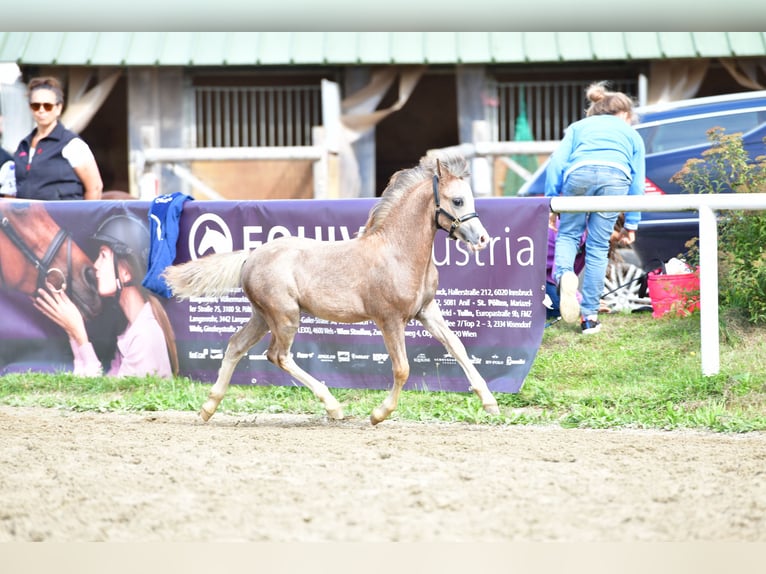 Welsh-A Stallone 1 Anno 120 cm Grigio rossastro in Kirchdorf in Tirol