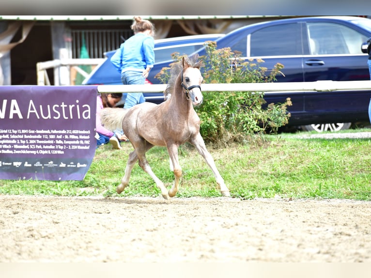 Welsh-A Stallone 1 Anno 120 cm Grigio rossastro in Kirchdorf in Tirol