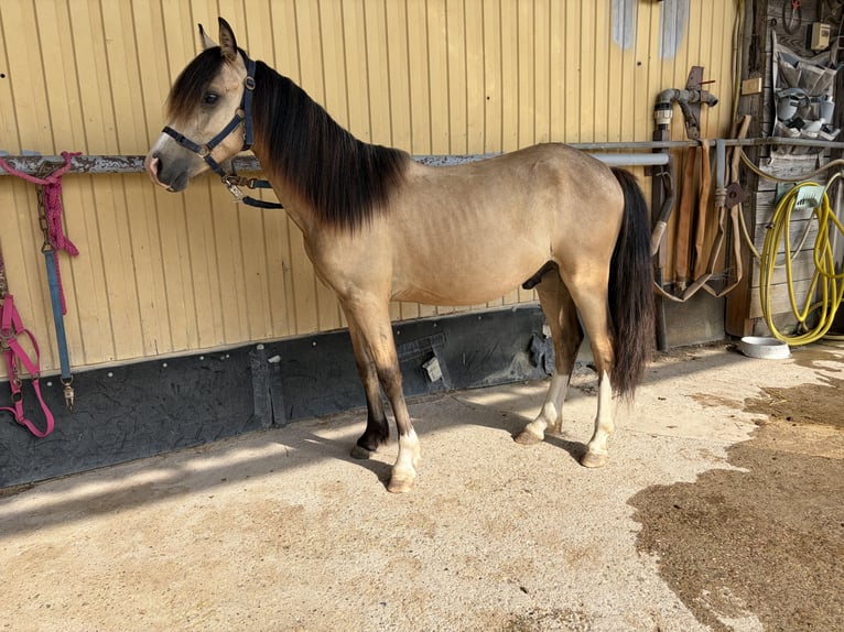 Welsh-A Stallone 1 Anno 125 cm Pelle di daino in Scheibenhardt