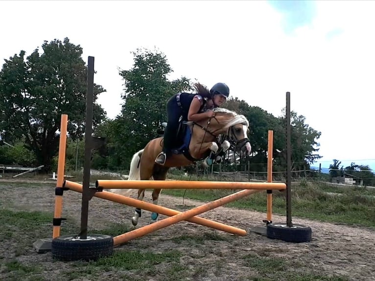 Welsh-A Stallone 1 Anno 125 cm Pelle di daino in Scheibenhardt