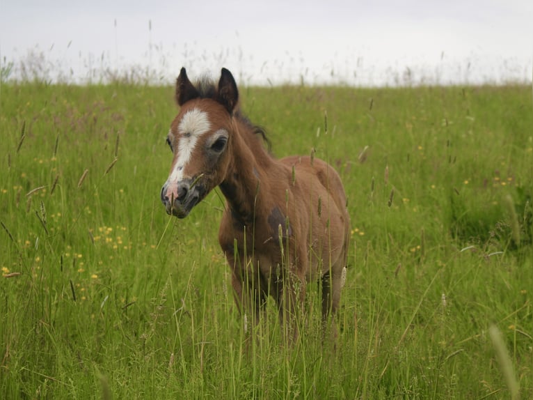 Welsh-A Stallone 1 Anno Grigio in Hellenthal