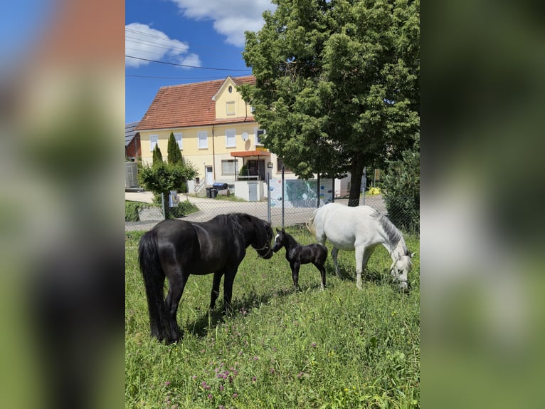 Welsh-A Stallone 1 Anno Morello in Heuchlingen