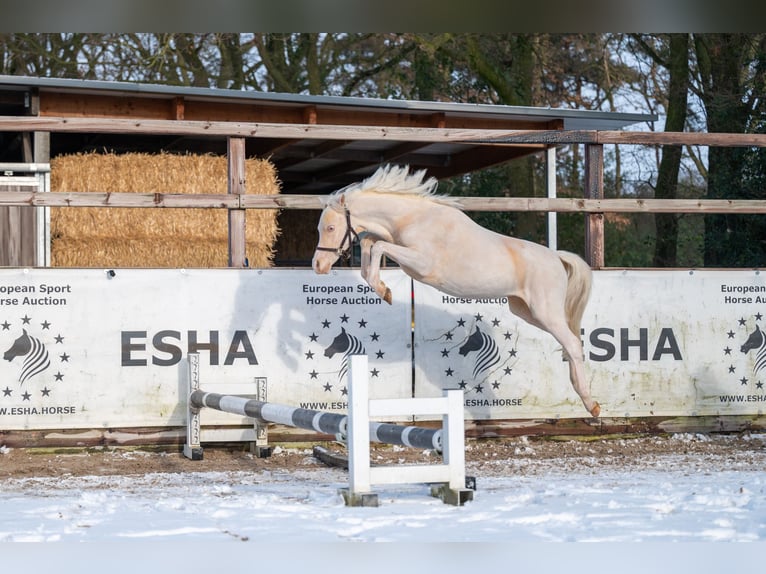Welsh-A Stallone 2 Anni 109 cm Cremello in Grote Brogel