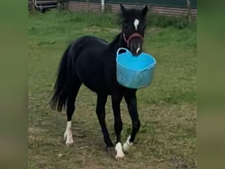 Welsh-A Stallone 2 Anni 110 cm Morello in Baak