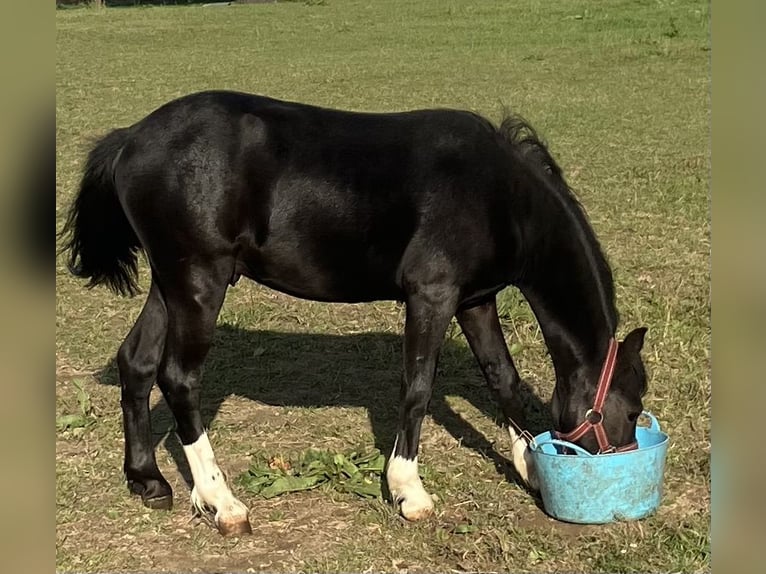 Welsh-A Stallone 2 Anni 110 cm Morello in Baak