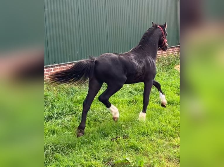 Welsh-A Stallone 2 Anni 110 cm Morello in Baak