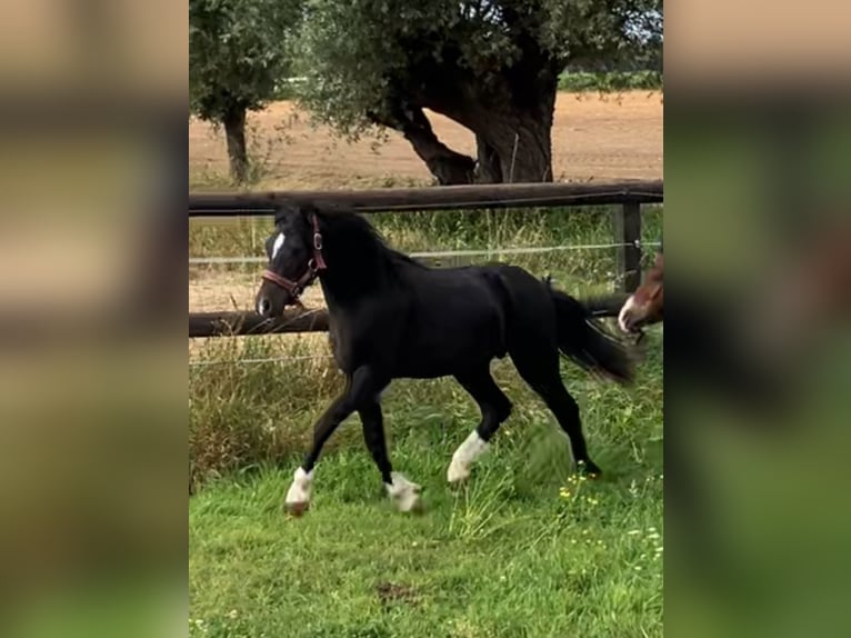 Welsh-A Stallone 2 Anni 110 cm Morello in Baak