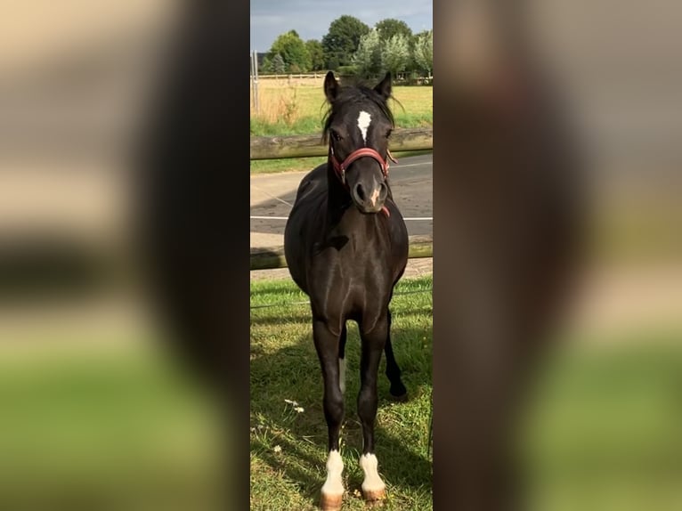 Welsh-A Stallone 2 Anni 110 cm Morello in Baak