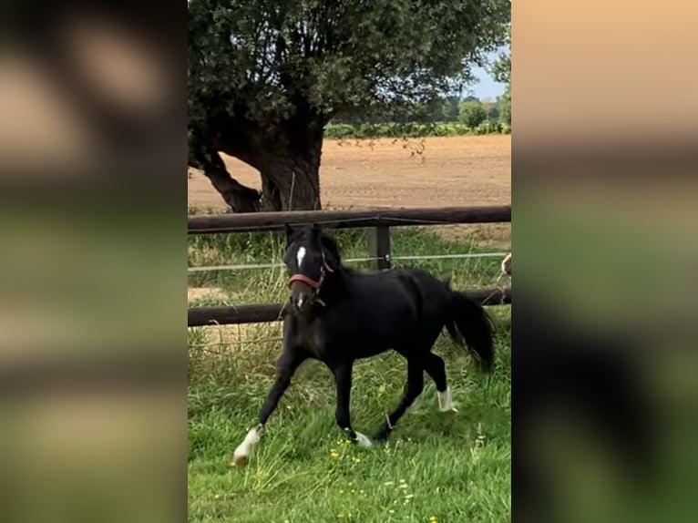 Welsh-A Stallone 2 Anni 110 cm Morello in Baak