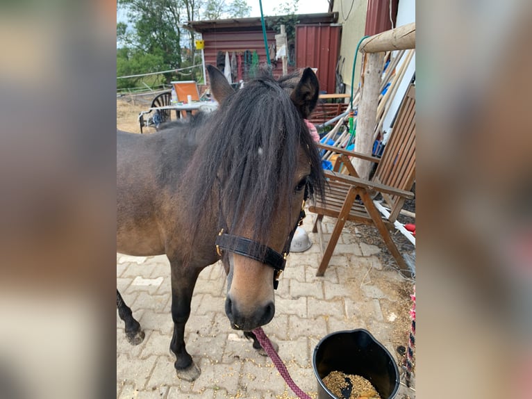 Welsh-A Mix Stallone 2 Anni 117 cm Baio scuro in Frankenberg/Sachsen