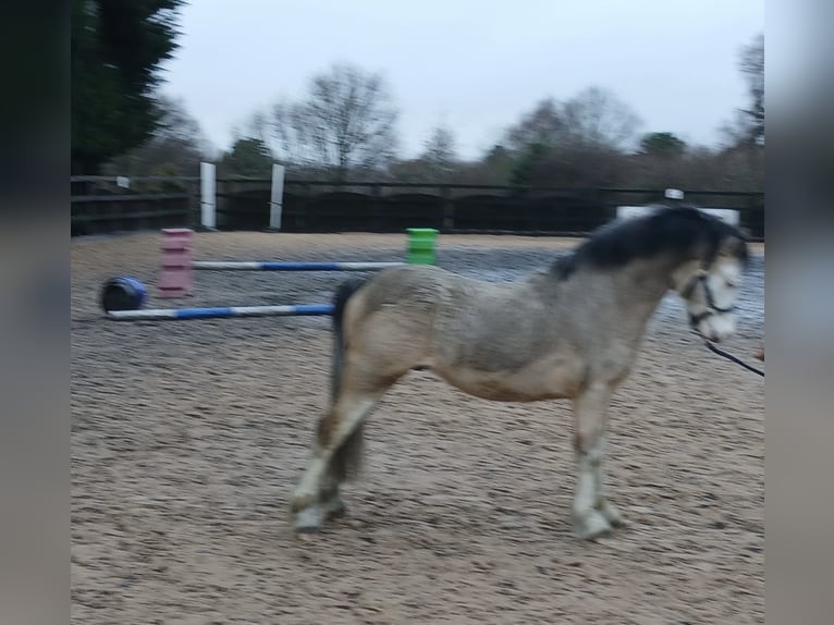 Welsh-A Mix Stallone 2 Anni 117 cm Pelle di daino in Stockport