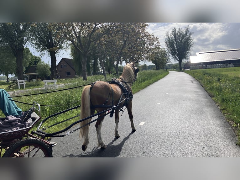 Welsh-A Stallone 2 Anni 119 cm Sauro in Giessenburg