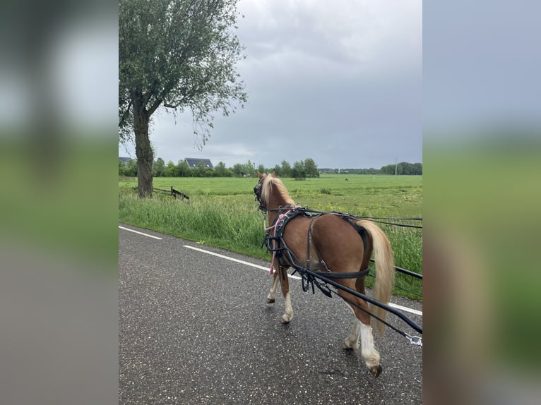 Welsh-A Stallone 2 Anni 119 cm Sauro in Giessenburg