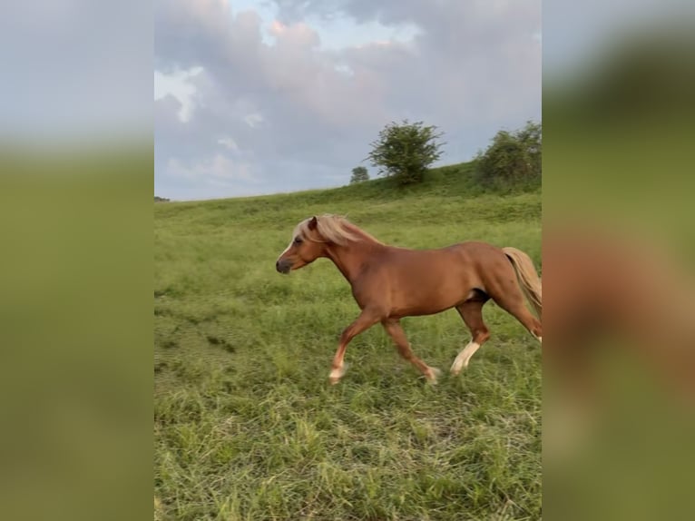 Welsh-A Stallone 3 Anni 115 cm Sauro in Ulrichstein