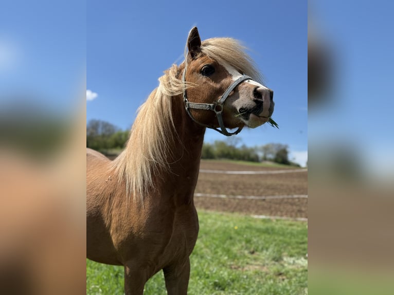 Welsh-A Stallone 3 Anni 115 cm Sauro in Ulrichstein