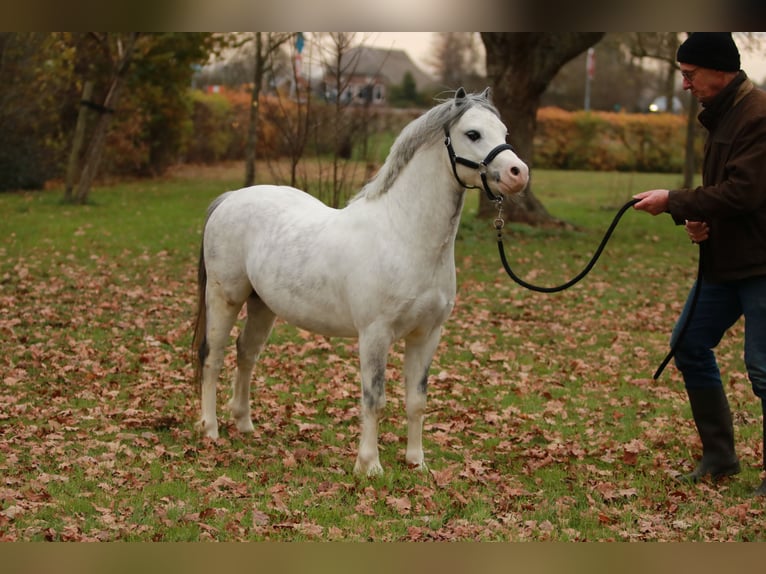 Welsh-A Stallone 3 Anni 116 cm Grigio in Ruinerwold