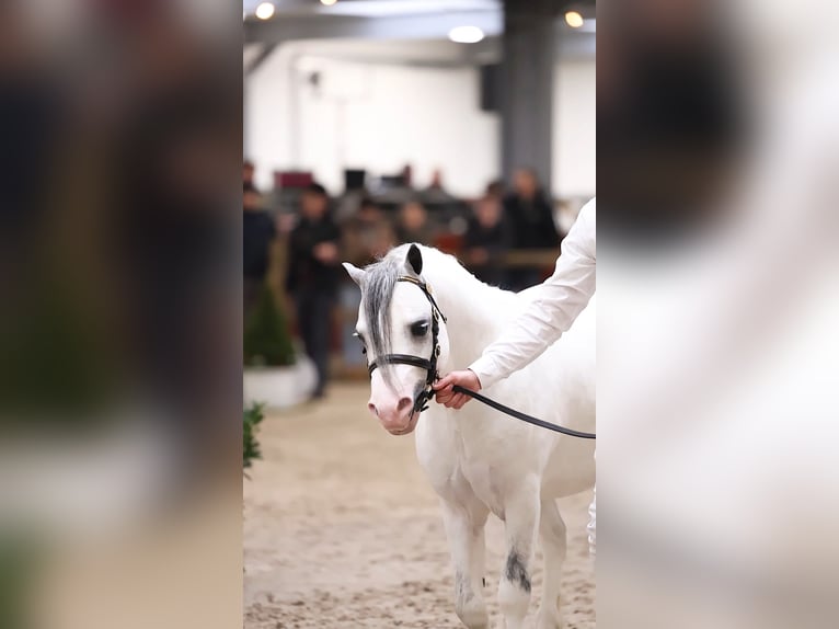 Welsh-A Stallone 3 Anni 116 cm Grigio in Ruinerwold