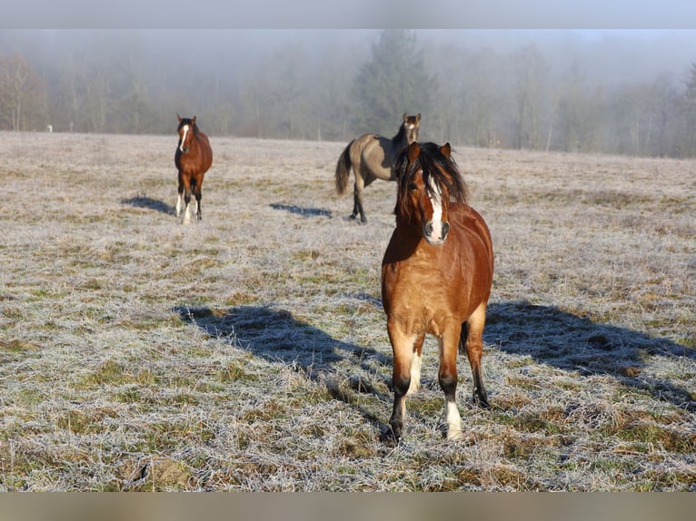 Welsh-A Stallone 3 Anni 117 cm Baio in Herleshausen