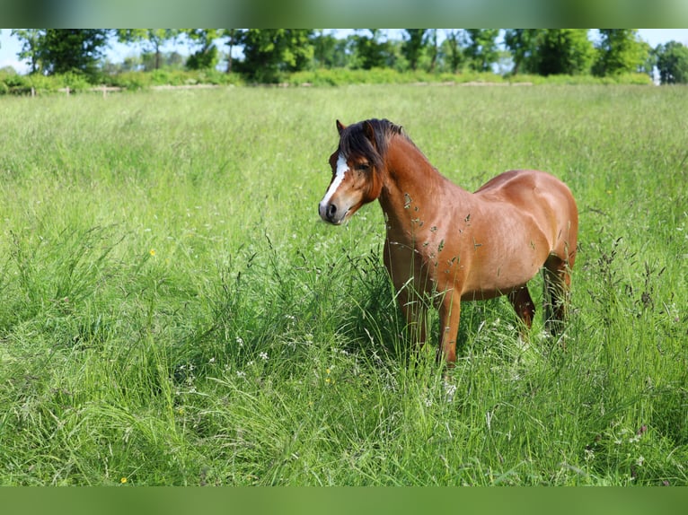 Welsh-A Stallone 3 Anni 117 cm Baio in Herleshausen
