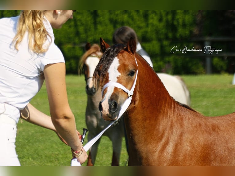 Welsh-A Stallone 3 Anni 117 cm Baio in Herleshausen