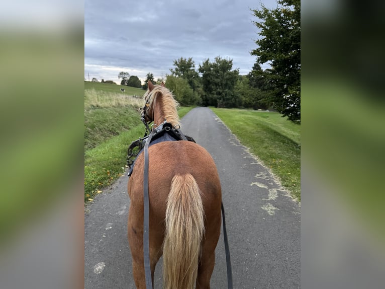 Welsh-A Stallone 3 Anni 117 cm Sauro in Ulrichstein