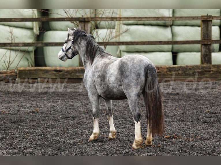 Welsh-A Stallone 3 Anni 120 cm Grigio in Meerbusch